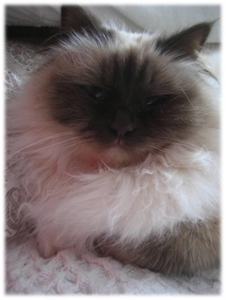 Hellig Birma Chicka billede 9