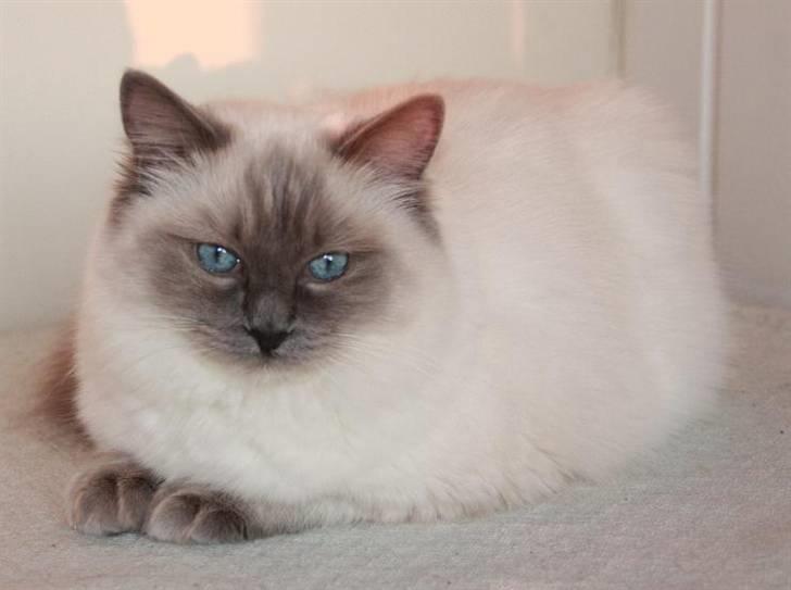 Ragdoll Big-Bang Rainbow Isabella billede 8