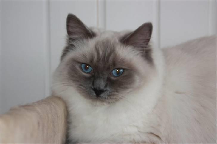 Ragdoll Big-Bang Rainbow Isabella billede 9