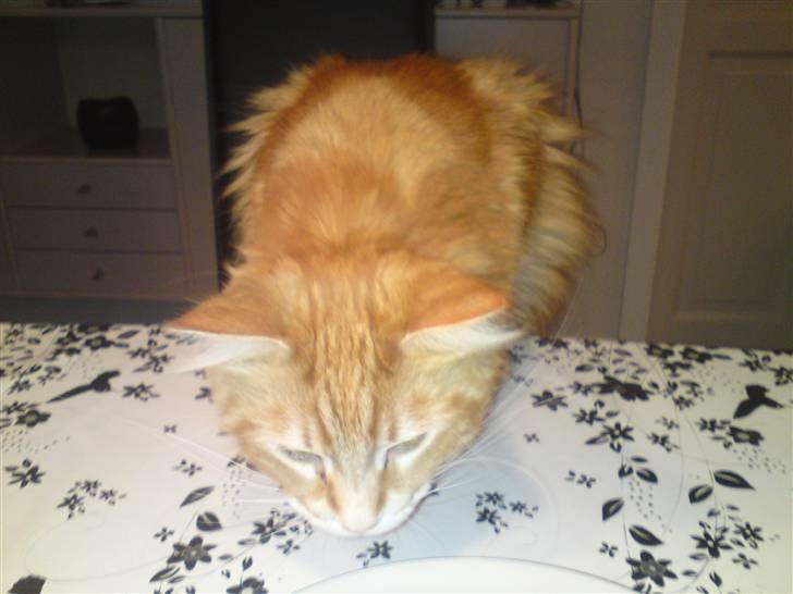 Maine Coon Laban  billede 15