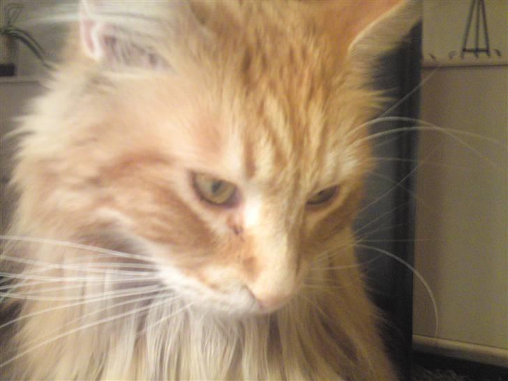 Maine Coon Laban  billede 16