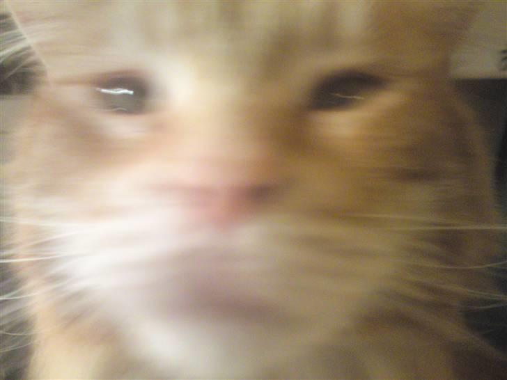 Maine Coon Laban  billede 17