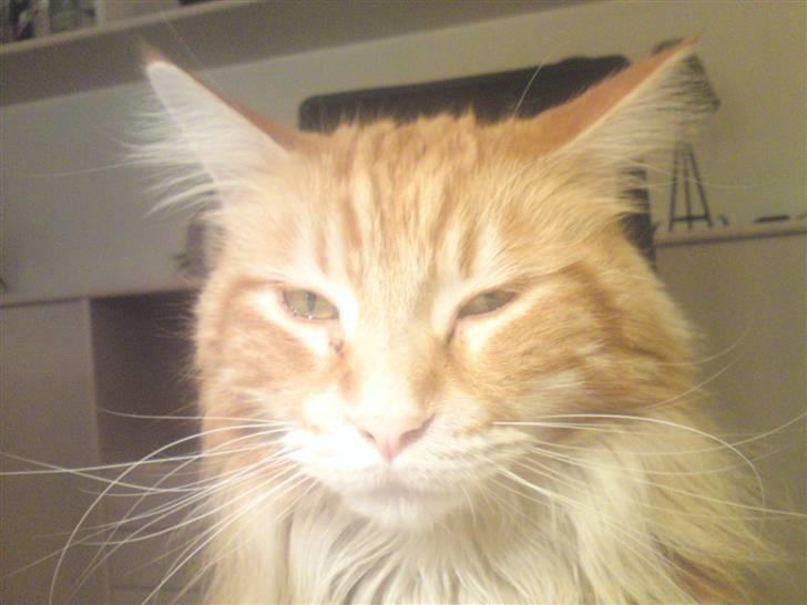 Maine Coon Laban  billede 18