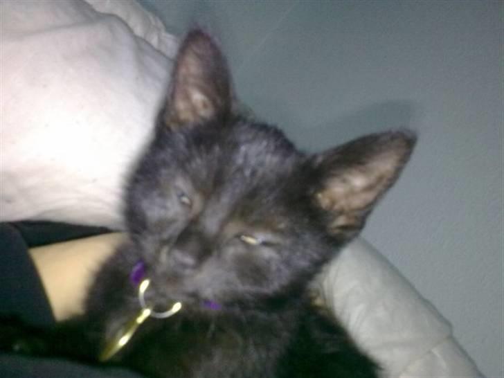 Huskat Plet billede 6