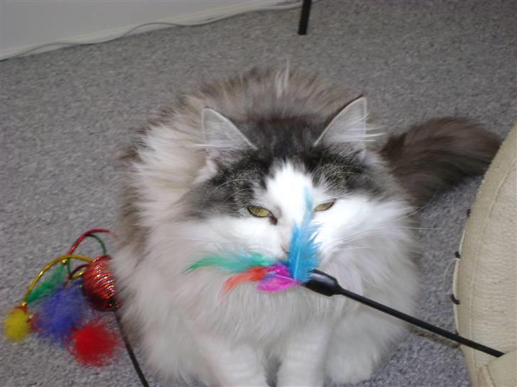 Blanding af racer Minimis ( <3  himmel kat)  billede 5