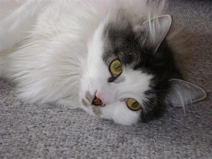 Blanding af racer Minimis ( <3  himmel kat)  billede 6