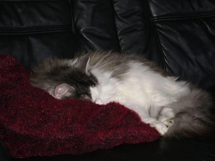 Blanding af racer Minimis ( <3  himmel kat)  billede 7