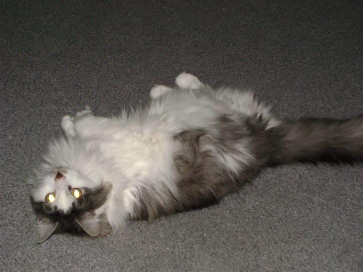 Blanding af racer Minimis ( <3  himmel kat)  billede 8