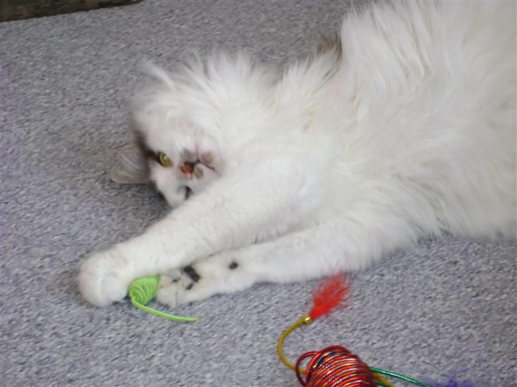 Blanding af racer Minimis ( <3  himmel kat)  billede 9