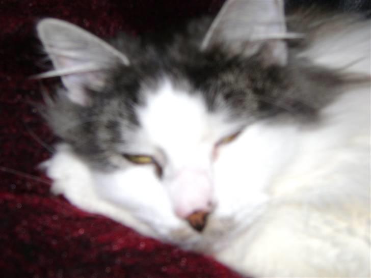 Blanding af racer Minimis ( <3  himmel kat)  billede 10