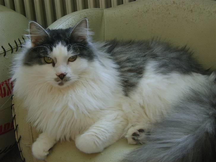 Blanding af racer Minimis ( <3  himmel kat)  billede 11