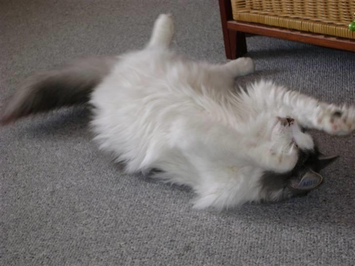 Blanding af racer Minimis ( <3  himmel kat)  billede 12