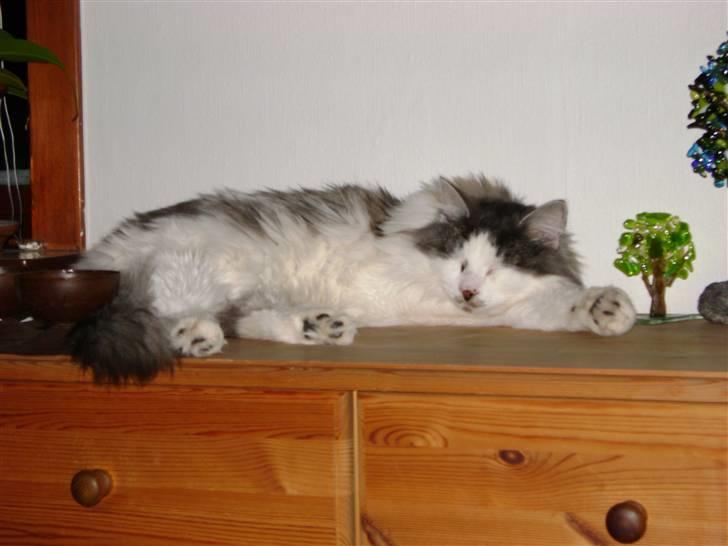 Blanding af racer Minimis ( <3  himmel kat)  billede 13