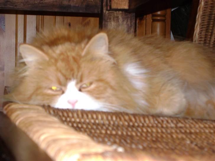 Blanding af racer Charlie billede 7