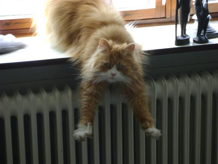 Blanding af racer Charlie billede 8