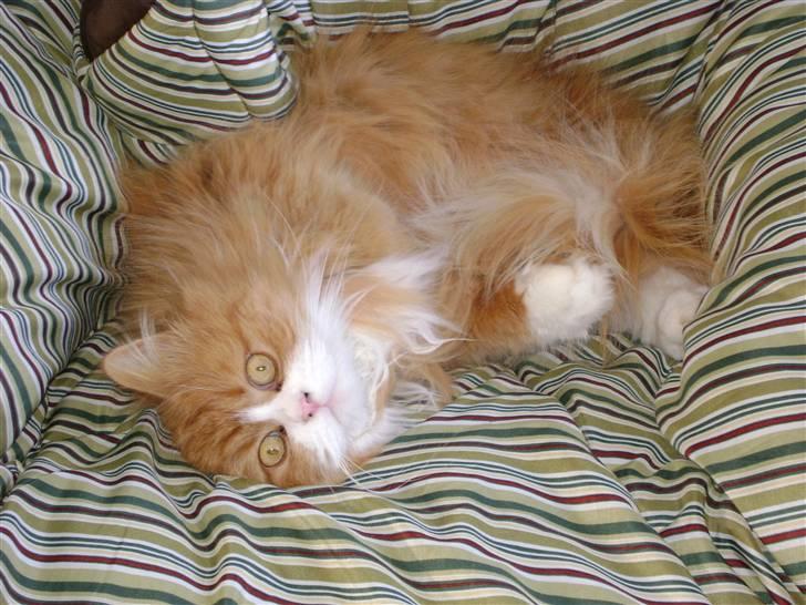 Blanding af racer Charlie billede 9