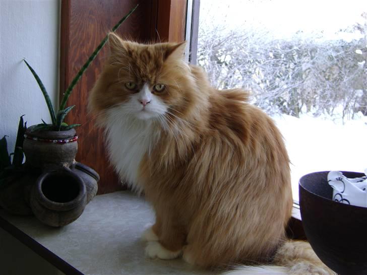 Blanding af racer Charlie billede 10