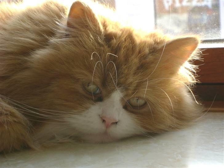 Blanding af racer Charlie billede 11