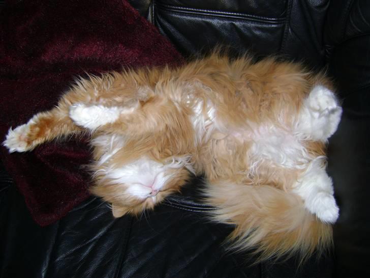 Blanding af racer Charlie billede 12