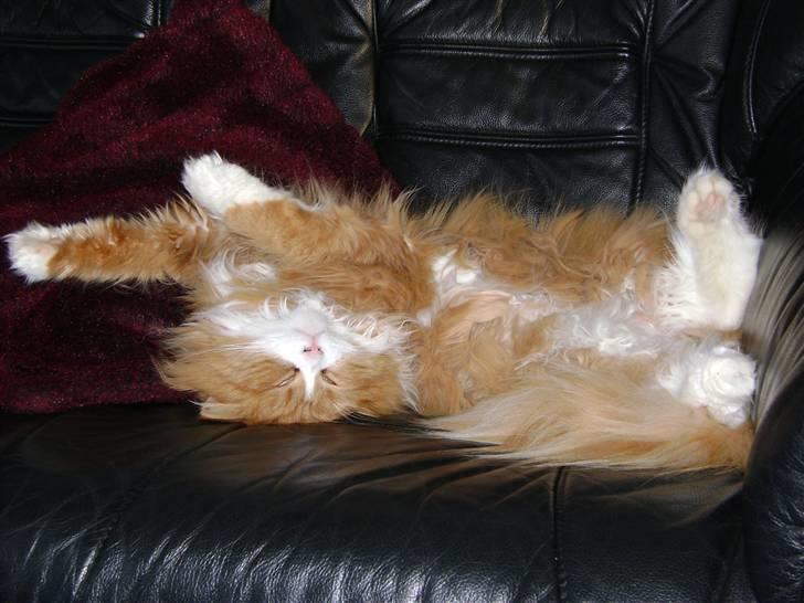 Blanding af racer Charlie billede 13