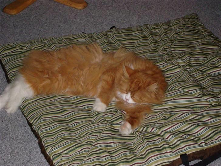 Blanding af racer Charlie billede 14