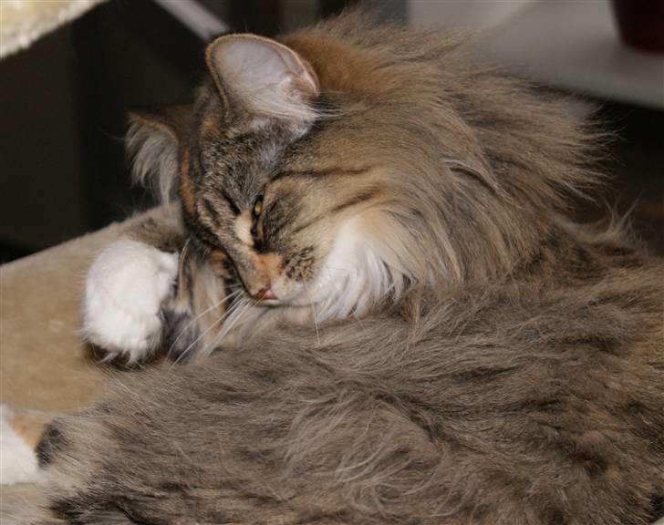 Norsk Skovkat Irma-Pigen  - 27.01.2010 billede 16