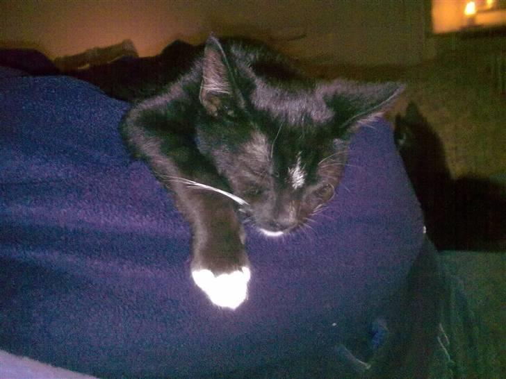 Huskat Bellis *R.I.P* - "Bedstemors" Arm er bare dejlig at sove på(: billede 7