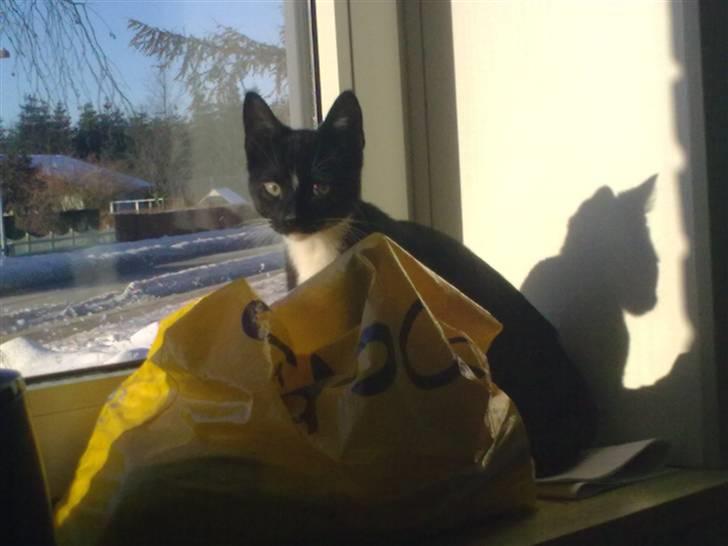 Huskat Bellis *R.I.P* - Sagde du noget ? ;) billede 8