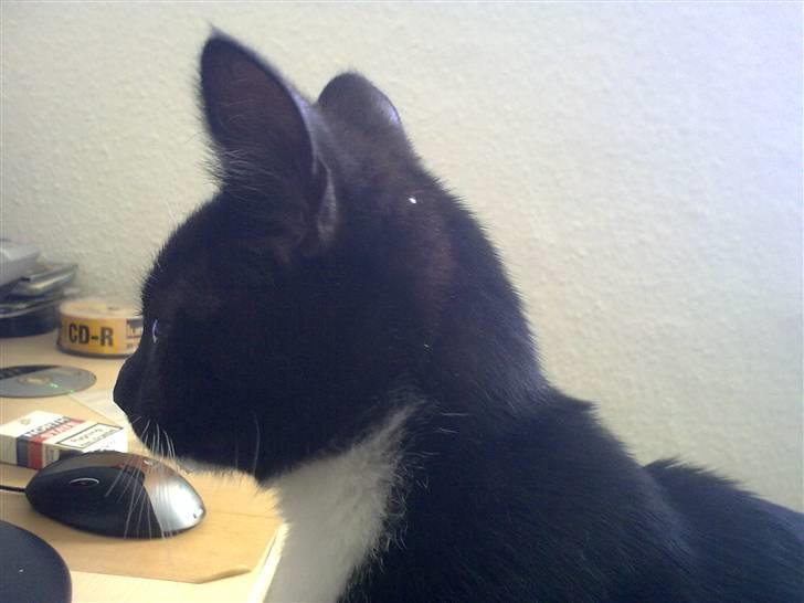 Huskat Bellis *R.I.P* - Ser film med "mor" på computeren ;) billede 9