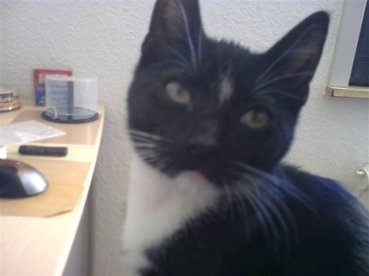 Huskat Bellis *R.I.P* - Ti stille ! Jeg ser film !  billede 10