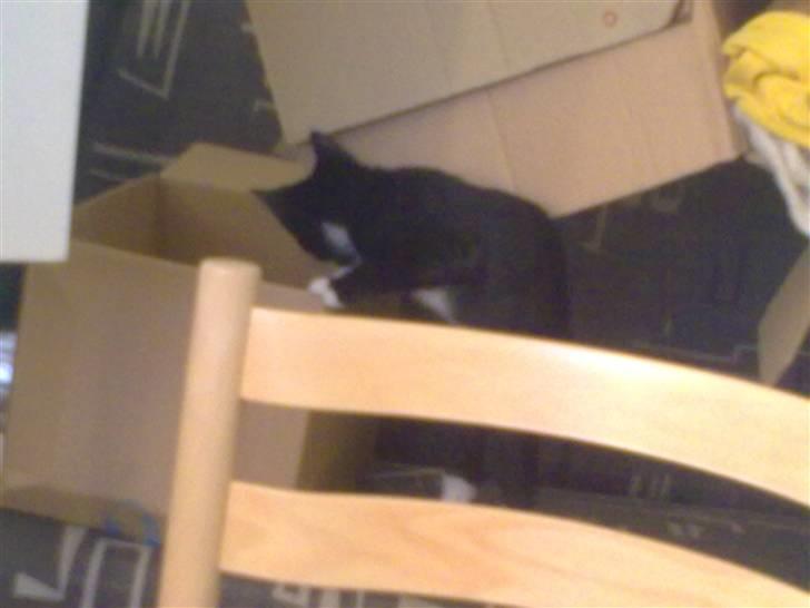 Huskat Bellis *R.I.P* - Er der nogen ? (; billede 11