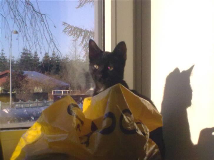 Huskat Plet billede 7