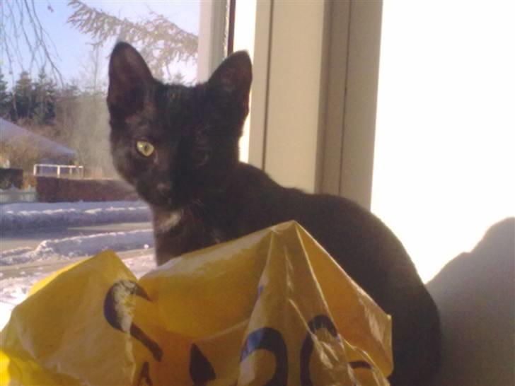 Huskat Plet billede 8