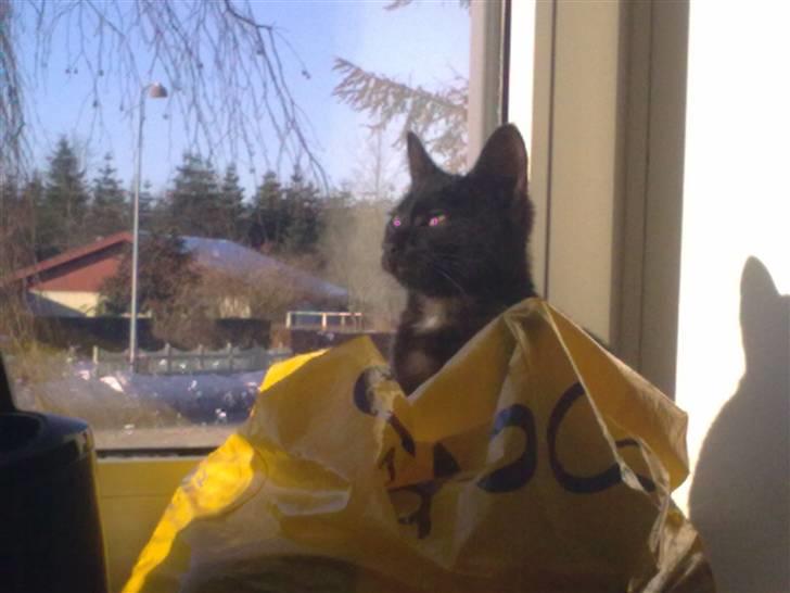 Huskat Plet billede 9