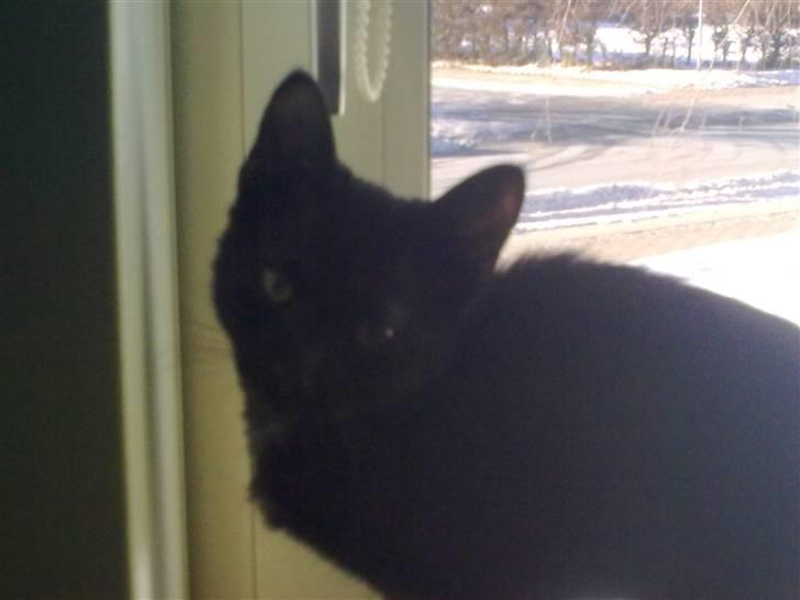 Huskat Plet billede 10