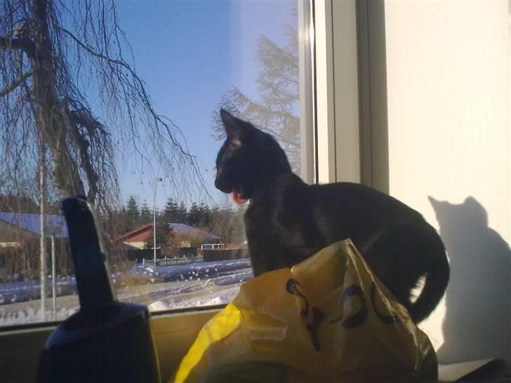 Huskat Plet - Elsker at kigge ud a vinduet :D billede 11