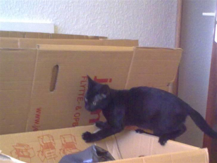 Huskat Plet - Balance - det lige mig :o) billede 12