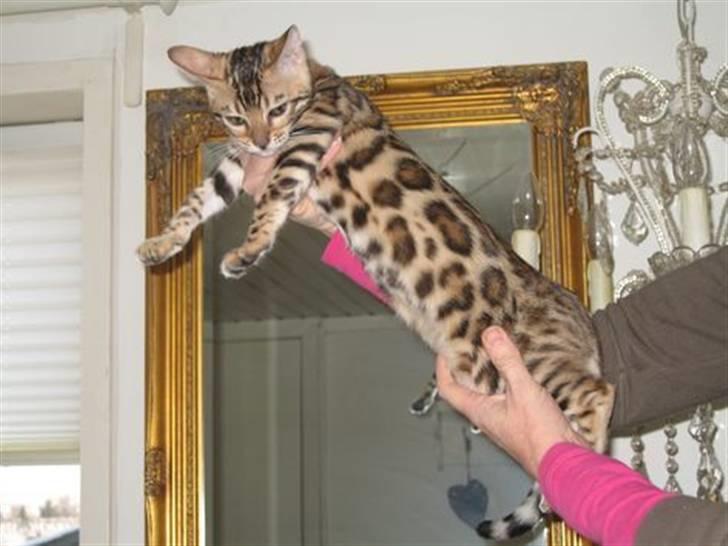 Bengal Fancy Style  billede 1