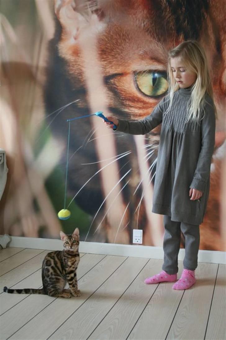 Bengal Fancy Style  billede 2