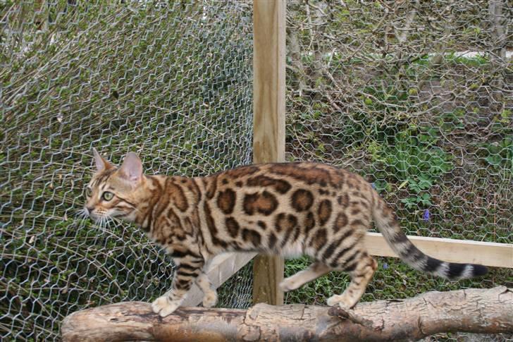 Bengal Fancy Style  billede 3