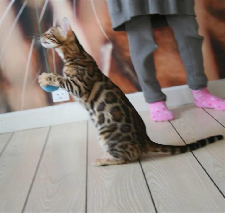 Bengal Fancy Style  billede 5