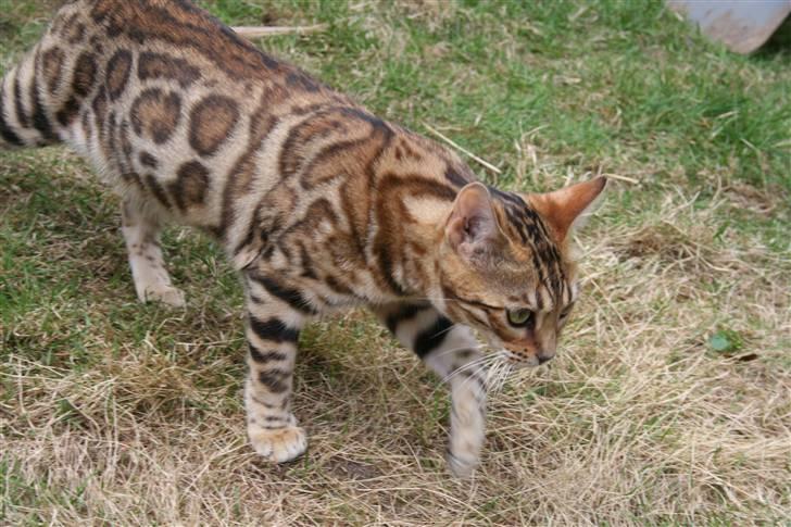 Bengal Fancy Style  billede 6