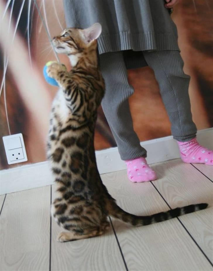 Bengal Fancy Style  billede 7