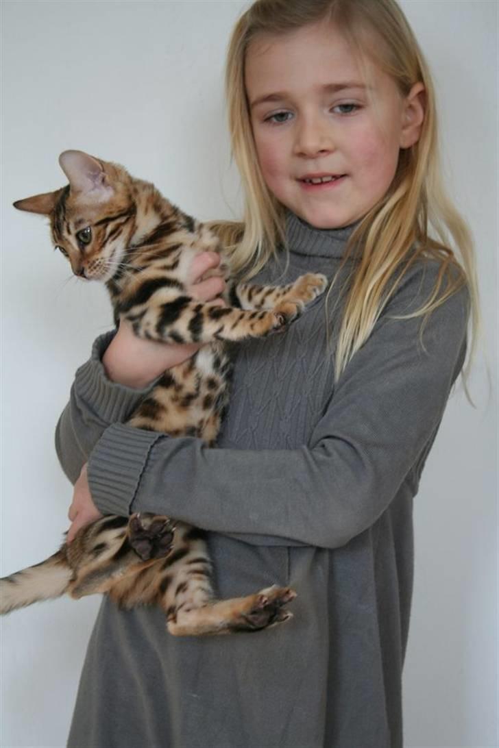 Bengal Fancy Style  billede 8