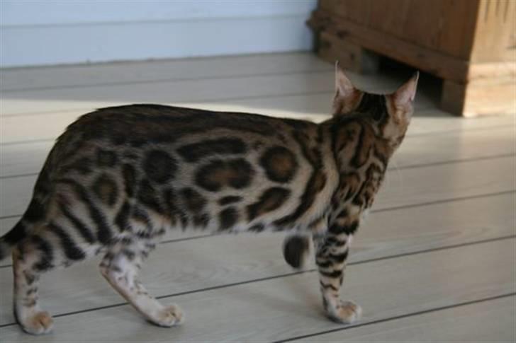 Bengal Fancy Style  billede 9