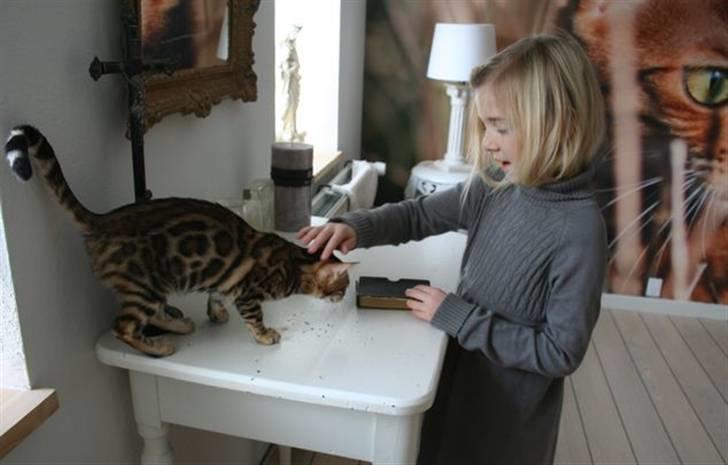 Bengal Fancy Style  billede 10