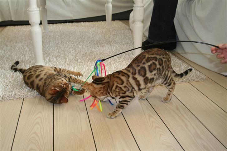 Bengal Fancy Style  billede 11