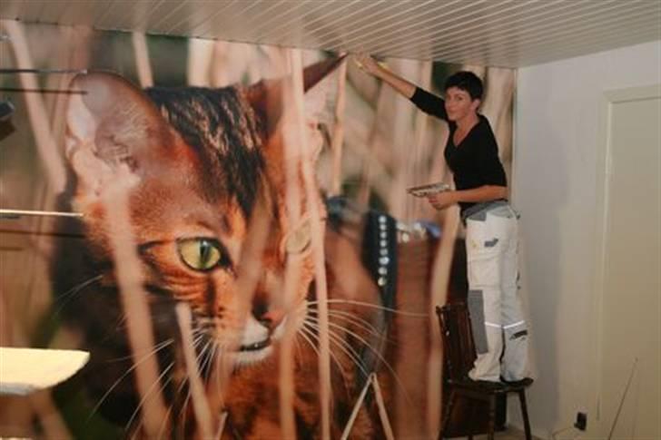 Bengal Fancy Style  billede 12