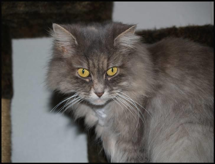 Blanding af racer Pjuske billede 2