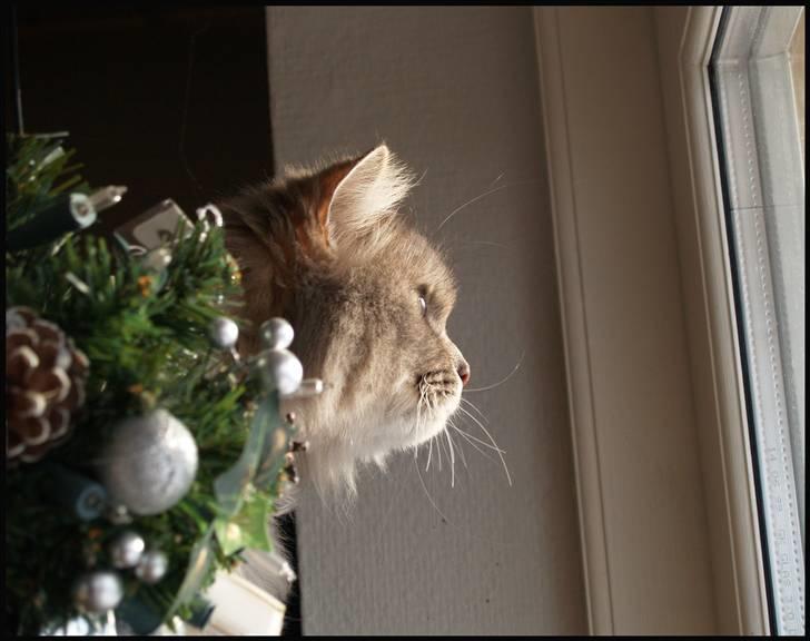 Blanding af racer Pjuske - Pjuske kigger lige ud af vinduet :o) billede 3